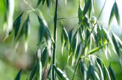 Урожай зерна в качестве культивируемая трава и хлопья с набором зерновки  вектора Иллюстрация вектора - иллюстрации насчитывающей изолировано, завод:  212413809