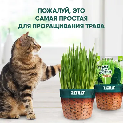 Трава для кошек, овес пророщенный из семян (в пакете) купить в Москве,  цена, отзывы | интернет-магазин Доберман