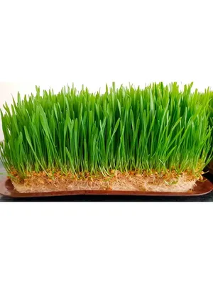 Овес трава 50 грамм (Трава овса сушеная) (ID#499148063), цена: 40 ₴, купить  на Prom.ua