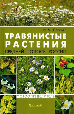 Вечнозеленые садовые растения: что посадить, чтобы обеспечить участок  красотой на годы. Часть 1 | FORUMHOUSE | Дзен