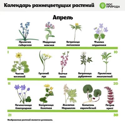 14 съедобных многолетних культур, которые можно вырастить в своем огороде |  На грядке (Огород.ru)