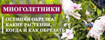 Травянистые многолетники — Каталог — Страница 4 — Питомник растений Ирины  Савченко