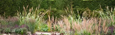 Пампасная трава Пинк Фезер - Хризантемы, астры, колеусы, мята и многолетники
