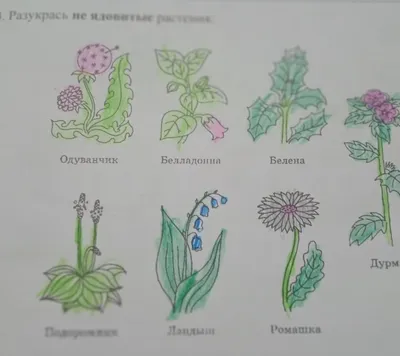 Пять контейнерных растений для дачи, с которыми всегда будет красиво -  28.05.2017, Sputnik Беларусь