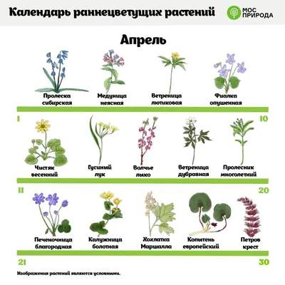 Москвичам рассказали, какие растения первыми зацветут в городе