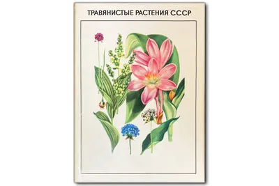 Травянистые растения (57 фото) - 57 фото