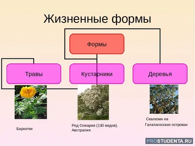 МНОГОЛЕТНИЕ ТРАВЯНИСТЫЕ РАСТЕНИЯ - купить в Дмитрове, Москве и Московской  области по низкой цене