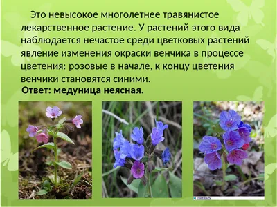 ТРАВЯНИСТЫЕ РАСТЕНИЯ | РАСТИТЕЛЬНЫЙ И ЖИВОТНЫЙ МИР | Дзен