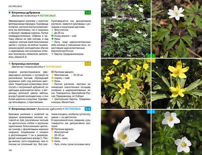 Травянистые растения нашего леса (Большое количество фото) - treepics.ru
