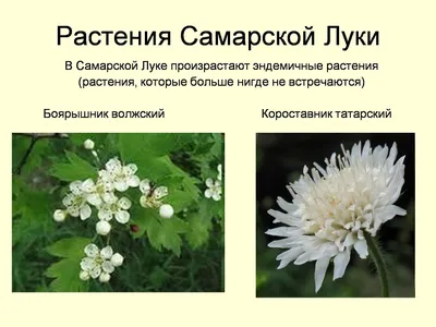 Зеленый суперфуд: живительные травы, о которых мы забыли — 27.04.2021 — В  России, Lifestyle на РЕН ТВ