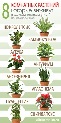 14 съедобных многолетних культур, которые можно вырастить в своем огороде |  На грядке (Огород.ru)