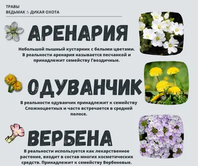 Самые красивые луговые цветы (50 видов с фото и описанием) | Дачник.RU |  Дзен