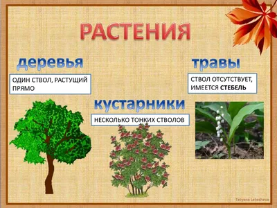 Фитокомплекс «Полезные травы» для вен и сосудов · 60 капс. · Пчела и  человек — купить за 519 руб · Лавка знахаря