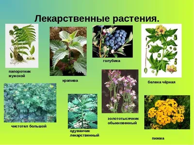 Виртуальный гербарий Уссурийского СВУ МО РФ: ТРАВЯНИСТЫЕ РАСТЕНИЯ  Приморского края