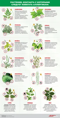 Самые опасные для аллергиков растения Кубани. Инфографика | ИНФОГРАФИКА |  АиФ Краснодар
