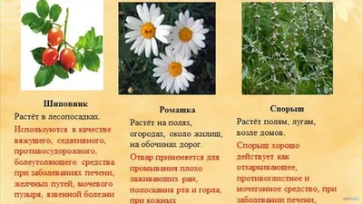 Травы Кавказа сбор № 68 Антипротозойный, 200 г, травяной — купить в  интернет-магазине по низкой цене на Яндекс Маркете