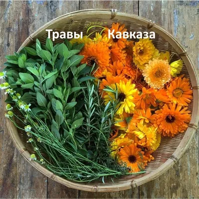 lubeznyi. :: растения :: Подсолнухи КУБАНИ