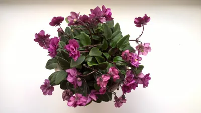 violets, buy violets, order violets, flowers, plants, care of violets,  watering of violets, violets mail order, plant shop, flower delivery,  streptocarpus, buy streptocarpus, care streptocarpus, watering plants,  adultsto, travel, Belarus, potted plants