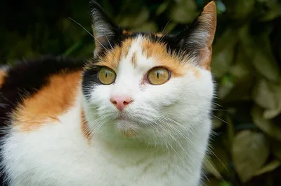 Трехцветная кошка фотографии