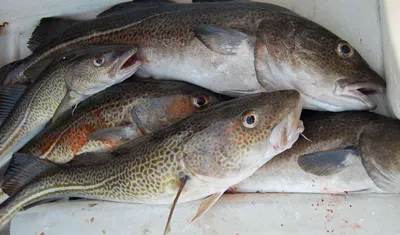 Рыба треска — полезная и вкусная жительница холодных морей.