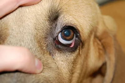 Заворот века у собаки | Лечение в клинике ZooVision Спб