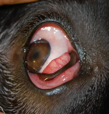 Заворот век у собак - лечение - ветеринарная офтальмология Реком