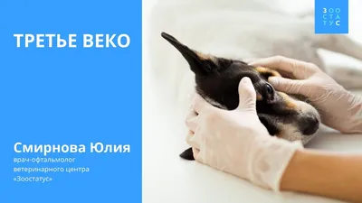 Третье веко у собак: функции, основные заболевания и способы лечения и  профилактики | Афина | Дзен