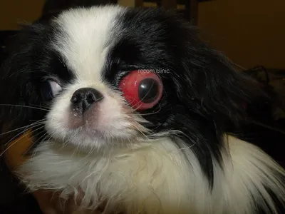 Признаки проблем с глазами у собак — Управление ветеринарии Ростовской  области