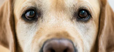 Топ-5 пород собак с проблемами глаз