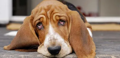 Травма глаза у собаки | \"Компаньон\" - Ветеринарная Клиника в Минске