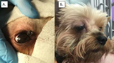 Паннус и плазмома у собак | Офтальмологическое отделение ветеринарной  клиники