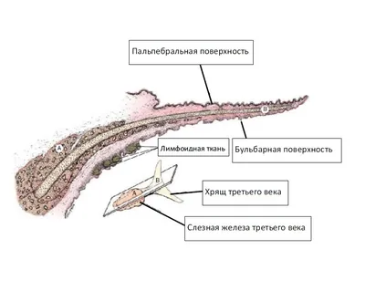 Собака не ест: что делать? Почему собака отказывается от еды? - Зоомагазин  MasterZoo