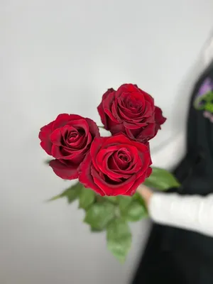 Заказать \"3 розы\" | Цветули - уникальный сервис по доставке цветов без  накруток и посредников в городе Юрга