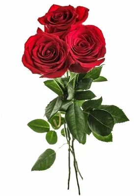 3 белых розы Махе | купить недорого | доставка по Москве и области
