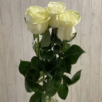 Заказать 3 красные розы в упаковке по цене от 870 руб. в Новосибирске |  Интернет-магазин цветов Виола