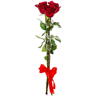 Букет из 3 белых роз Эквадор 100 см - купить в Москве по цене 2290 р -  Magic Flower