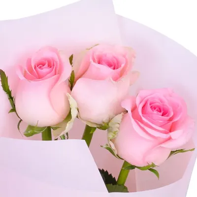 Купить Букет из 3 пионовидных розовых роз с эвкалиптом в Томске - доставка  цветов МАКИ
