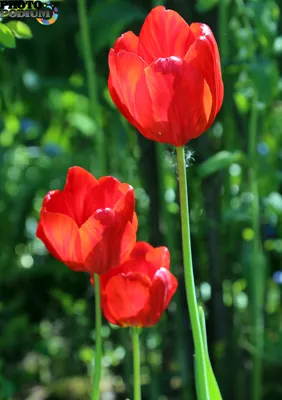 3 тюльпана (яркий микс) в упаковке купить в СПб | Доставка недорого |  Официальный сайт Цветы Опт Розница