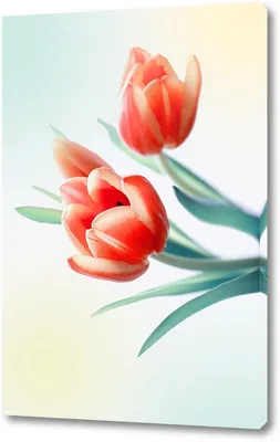 3 тюльпана стоковое изображение. изображение насчитывающей идея - 661327