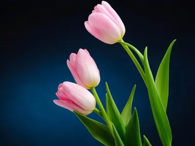 Букет из 3 розовых тюльпанов: цена, заказать с доставкой по Заозерске в  интернет-магазине Cyber Flora®