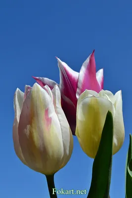 Три тюльпана (60 фото)