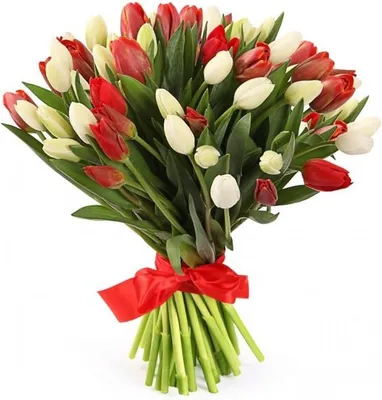 3 тюльпана стоковое изображение. изображение насчитывающей цветок - 4911397