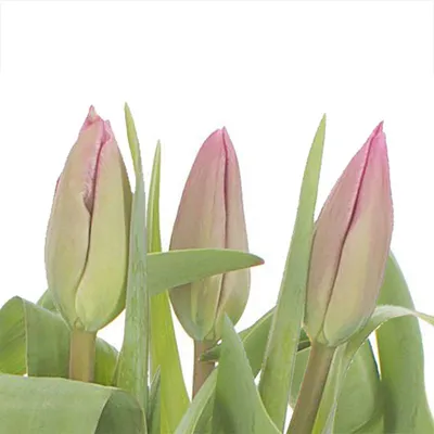 Онлайн пазл «Три тюльпана»