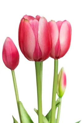 Обои на рабочий стол Три розовых тюльпана, перевязанных ленточкой, обои для  рабочего стола, скачать обои, обои бесплатно