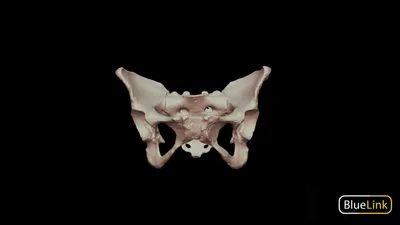 Integration of 3D-printed cerebral cortical tissue into an ex vivo lesioned  brain slice | Nature Communications