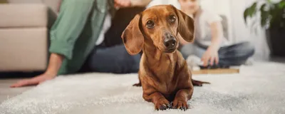 Лишай у собак: как определить в домашних условиях, лечение, признаки