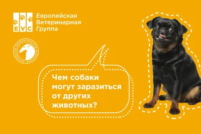 Трихофития собак (73 фото) - картинки sobakovod.club