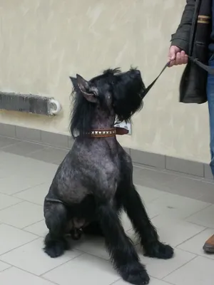 Цвергшнауцер (фото моих стрижек) » SherryLay Grooming. Стрижка собак  (груминг) на Борщаговке в Киеве. Тримминг шерсти. Святошинский район  проспект Леся Курбаса 17.