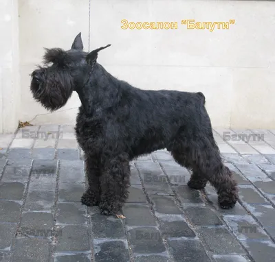 Стрижка ризеншнауцера | Зоосалон и школа груминга All-Grooming. Груминг и  обучение стрижке собак