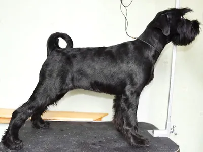 Видеоурок Анны Бардышевой \"Груминг Цвергшнауцера\" - Школа Berrygrooming
